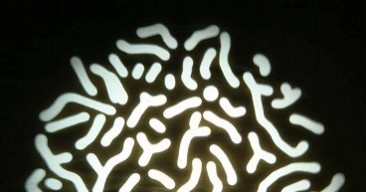 Cameo blogbeitragteil2 bild mittigscharfeabbildungrandunschaerfe