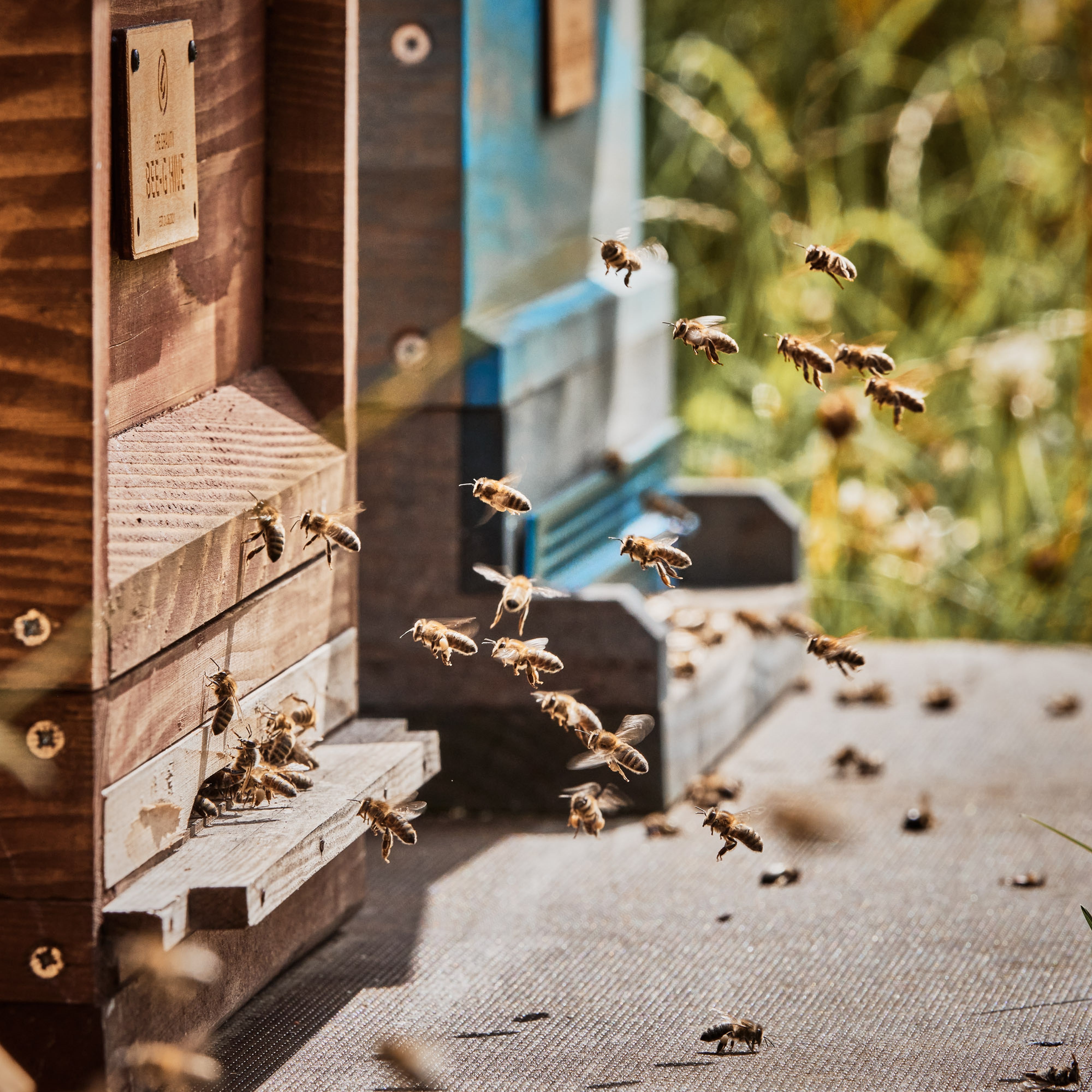Adam hall group bee hives