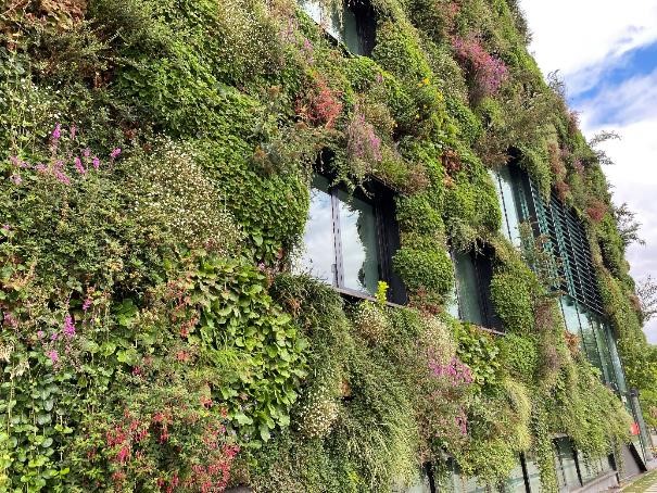 Ahg beispielfassadenbegruenung