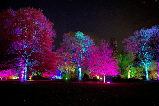Cameo_illuminated-gardens_Royal-Horticultural-Society_1